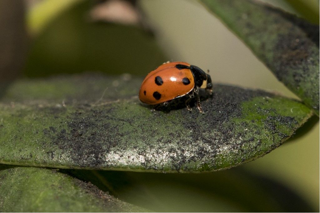 Coccinellidae: Ceratomegilla undecimnotata