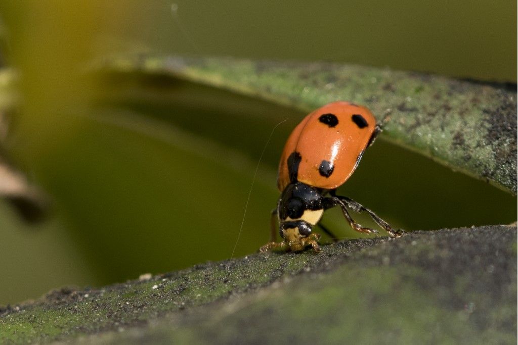 Coccinellidae: Ceratomegilla undecimnotata