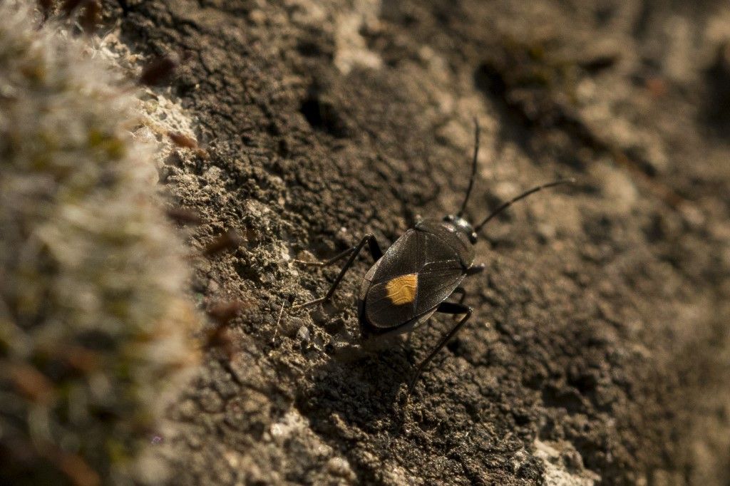 Lygaeidae: Aphanus rolandri