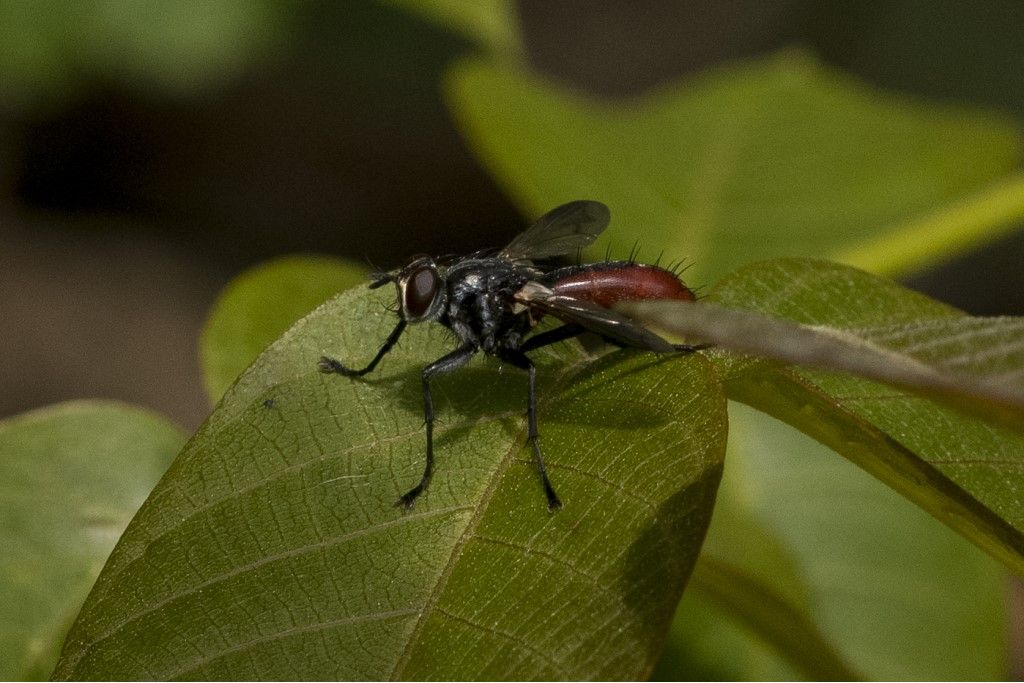 Tachinidae: Cylindromya sp.