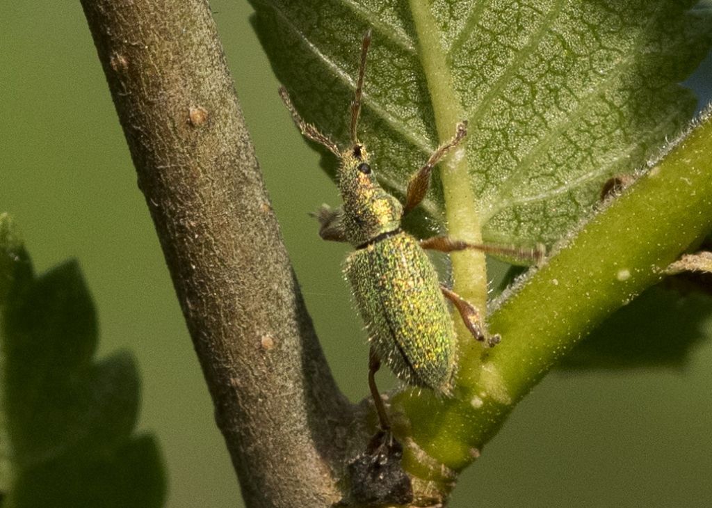 Curculionidae da determinare.