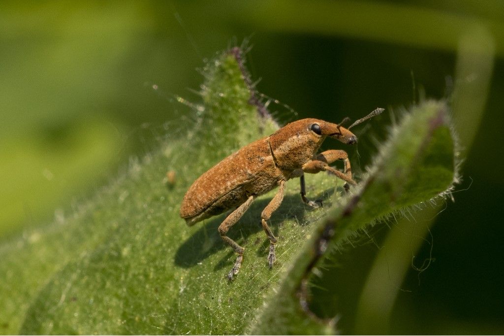 Curculionidae aiuto per identificazione