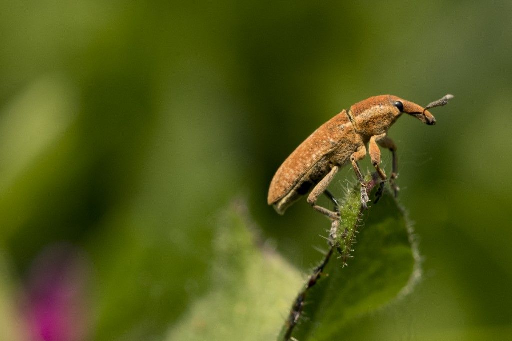 Curculionidae aiuto per identificazione