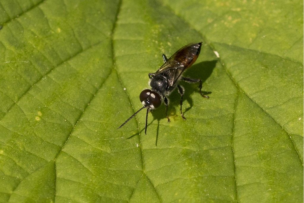 Crabronidae: Astata sp., maschio.