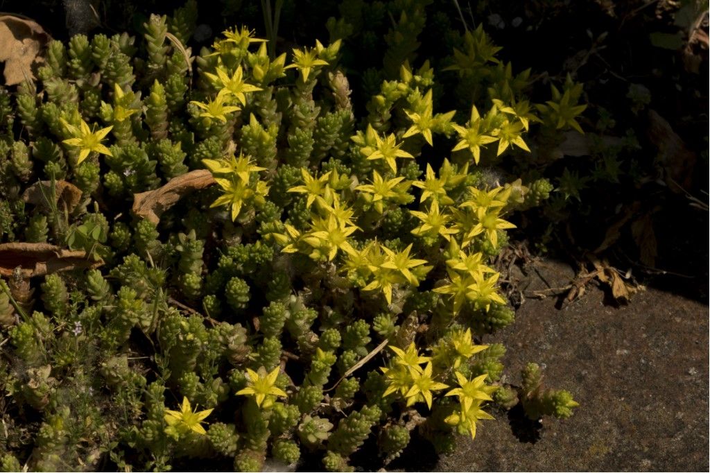 Sedum rupestre ? No, Sedum acre