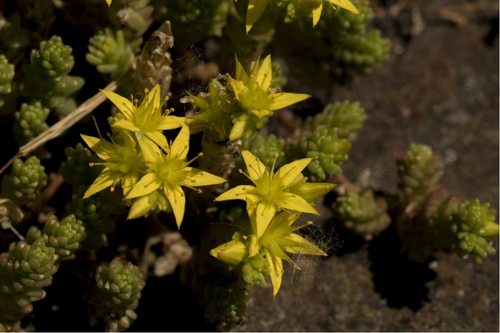 Sedum rupestre ? No, Sedum acre