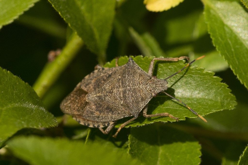 Pentatomidae. Picromerus bidens ?  No, Arma custos