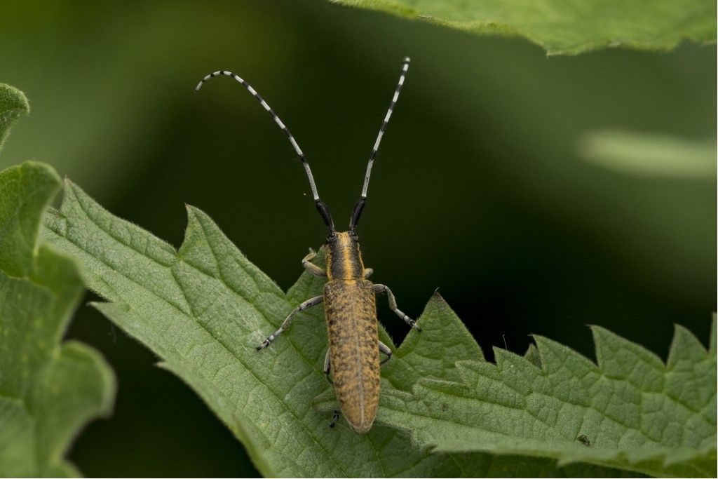 Cerambycidae Agapanthia villosoviridescens? Sì.