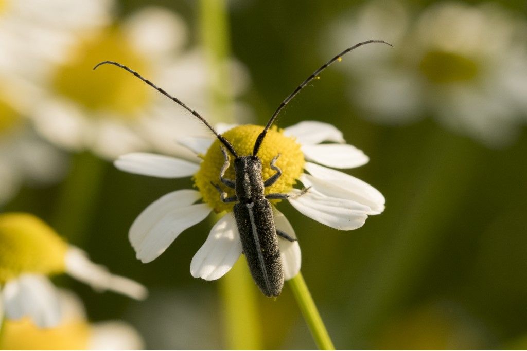 Cerambycidae Agapanthia cardui ? S.