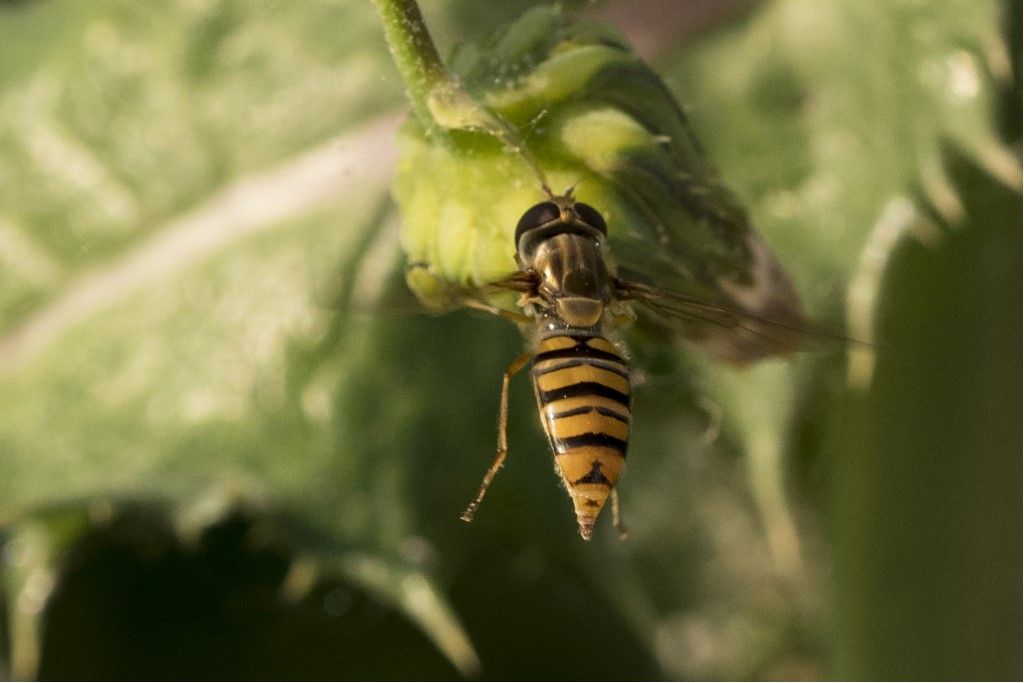 Syrphidae identificare: Episyrphus balteatus femmina