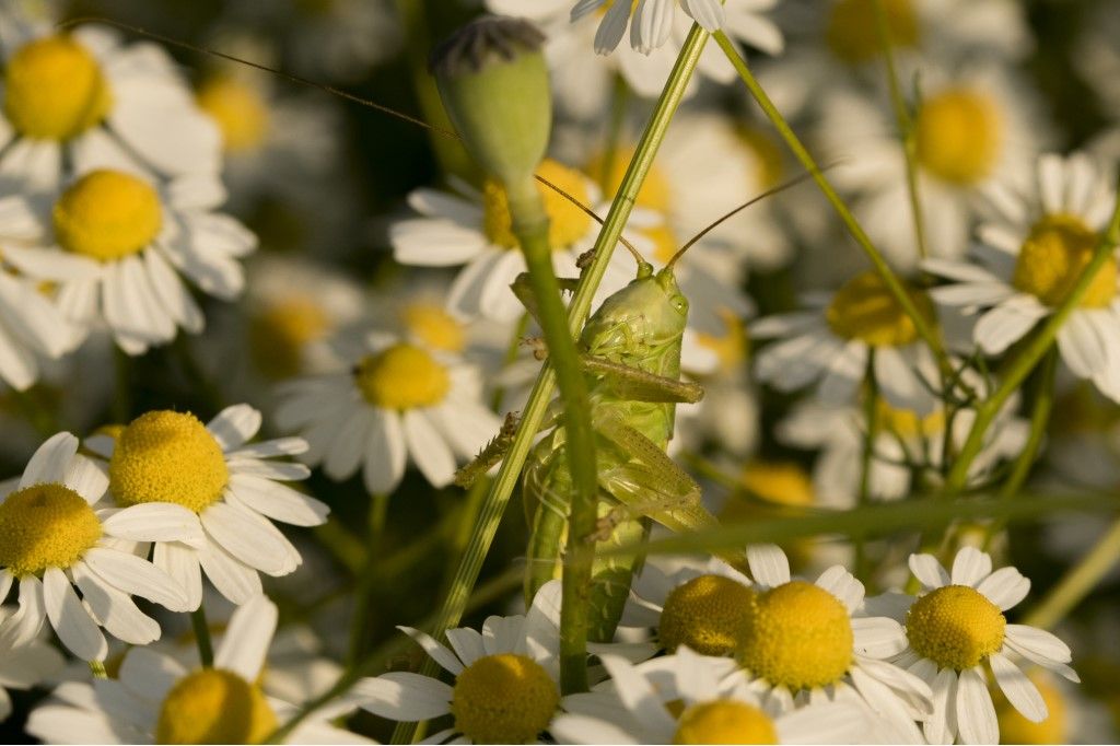 Neanide di tettigonia viridissima ?