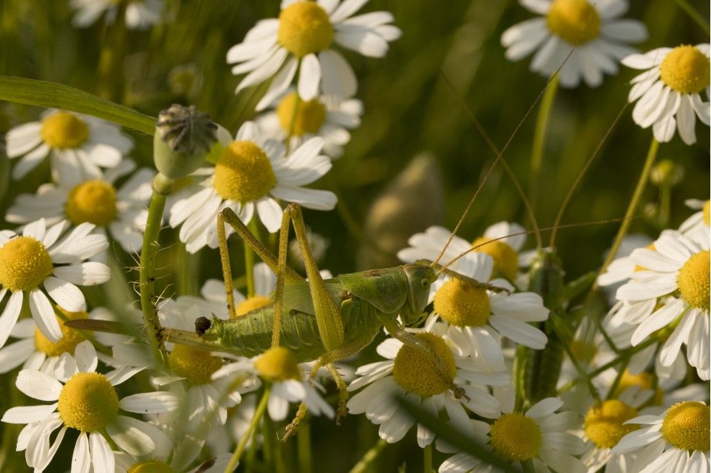 Neanide di tettigonia viridissima ?