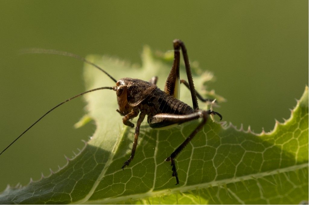 Aiuto per identificazione