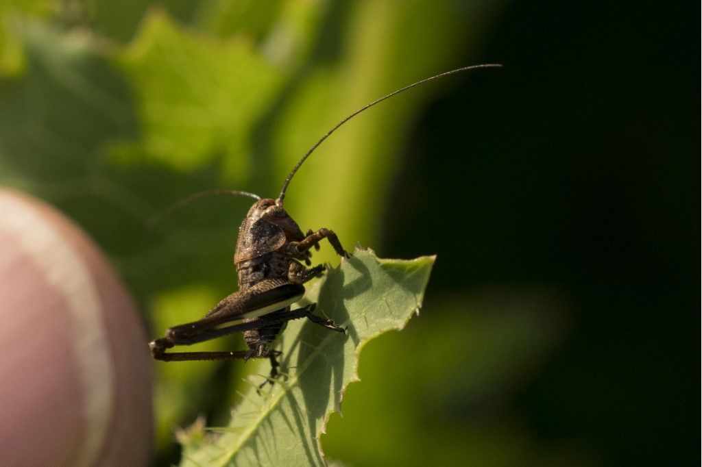 Aiuto per identificazione