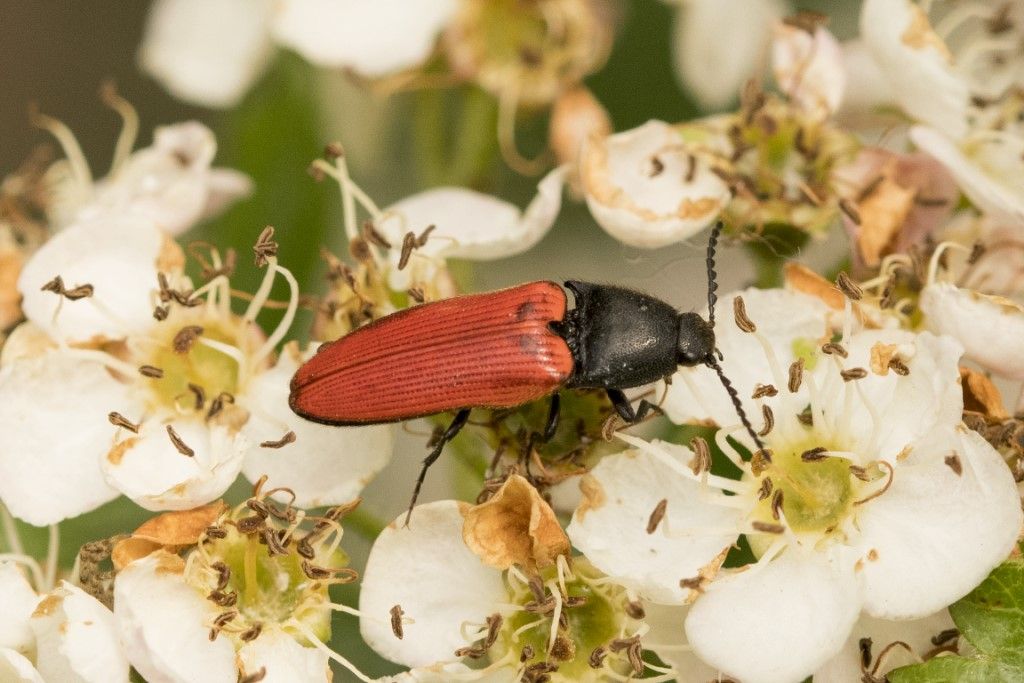 Ampedus rufipennis  ?