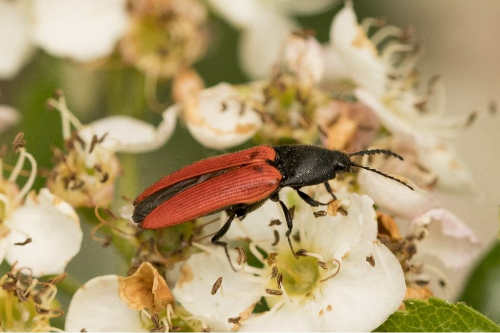 Ampedus rufipennis  ?