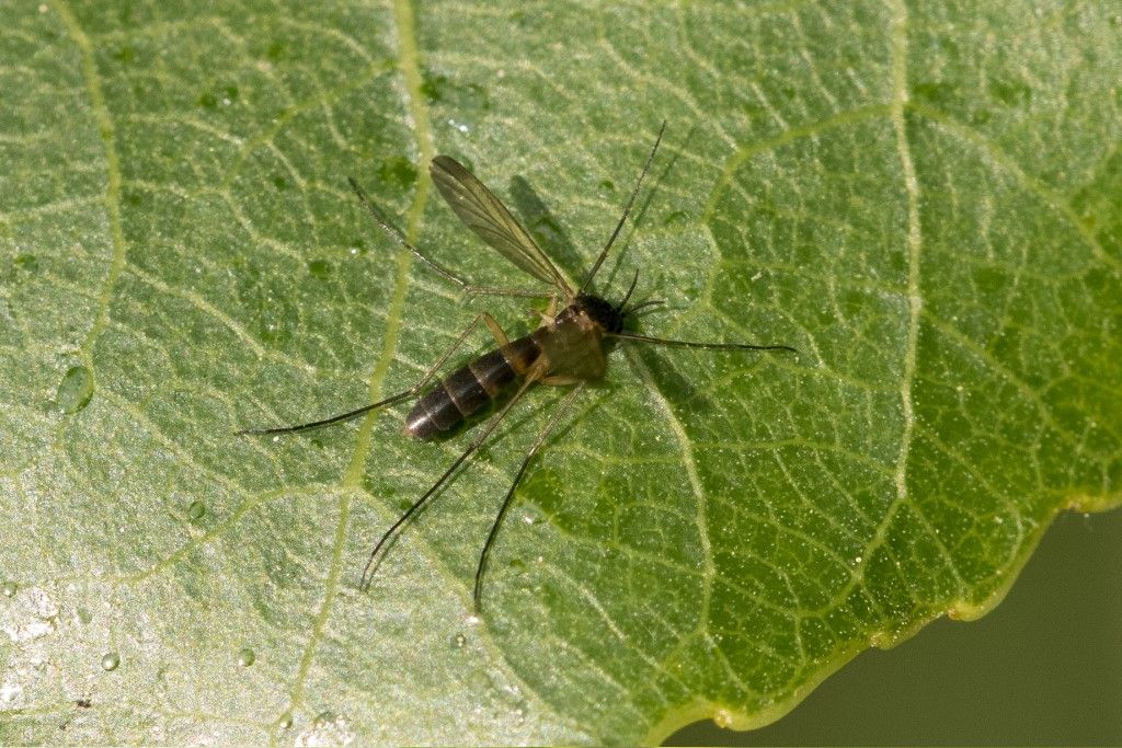 Diptera ? da identificare