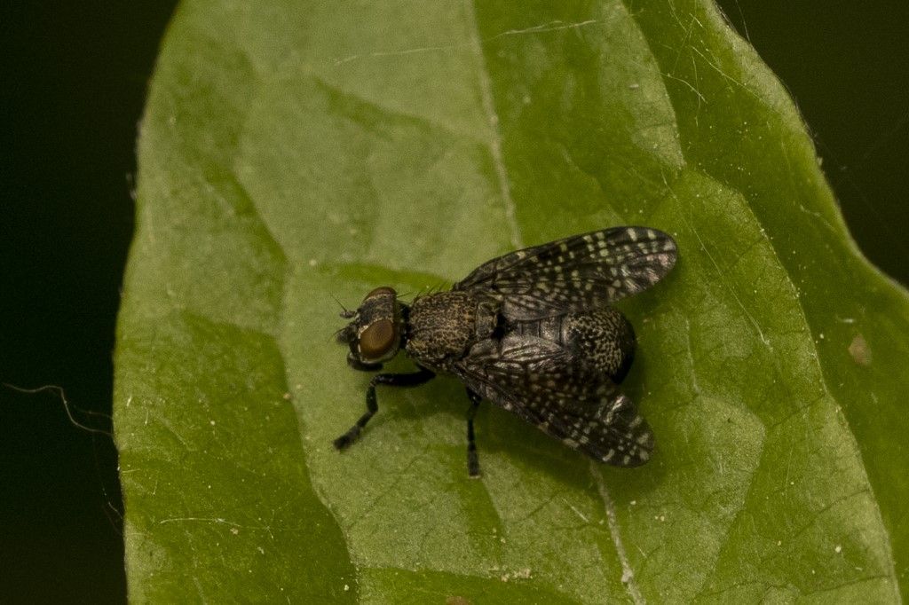 Diptera da identificare