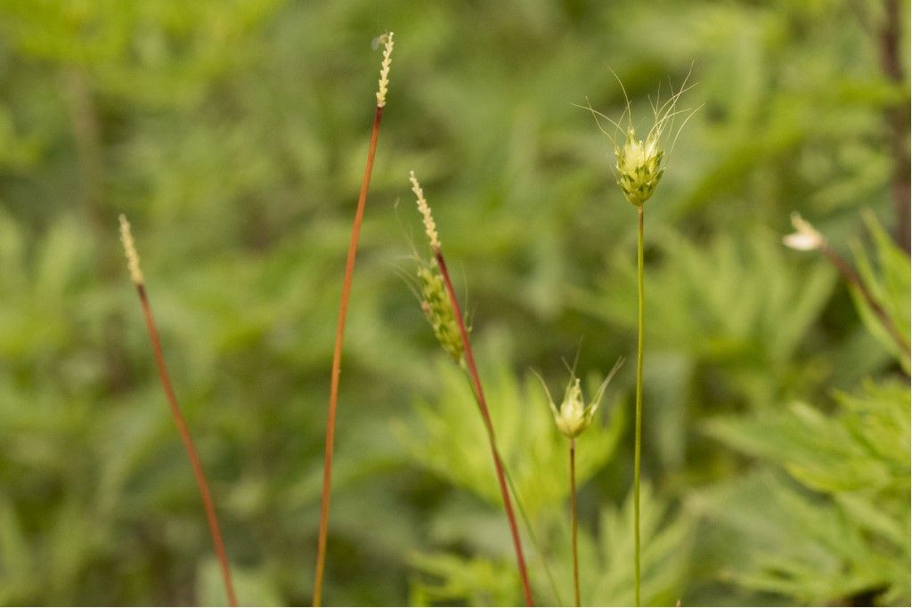 Poaceae: Alopecurus rendlei
