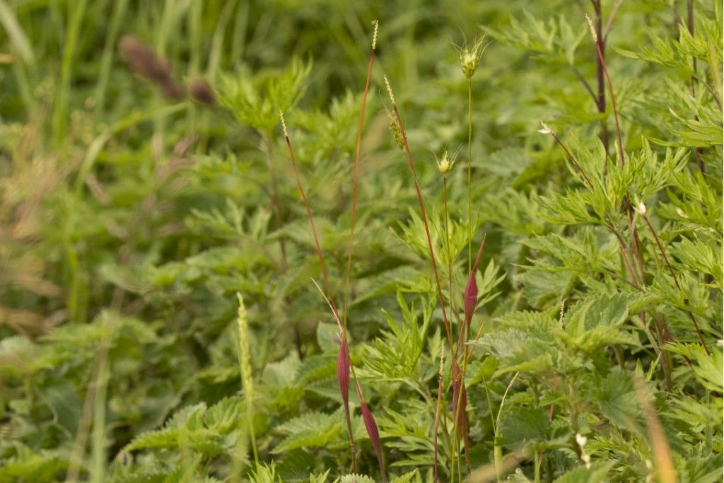 Poaceae: Alopecurus rendlei