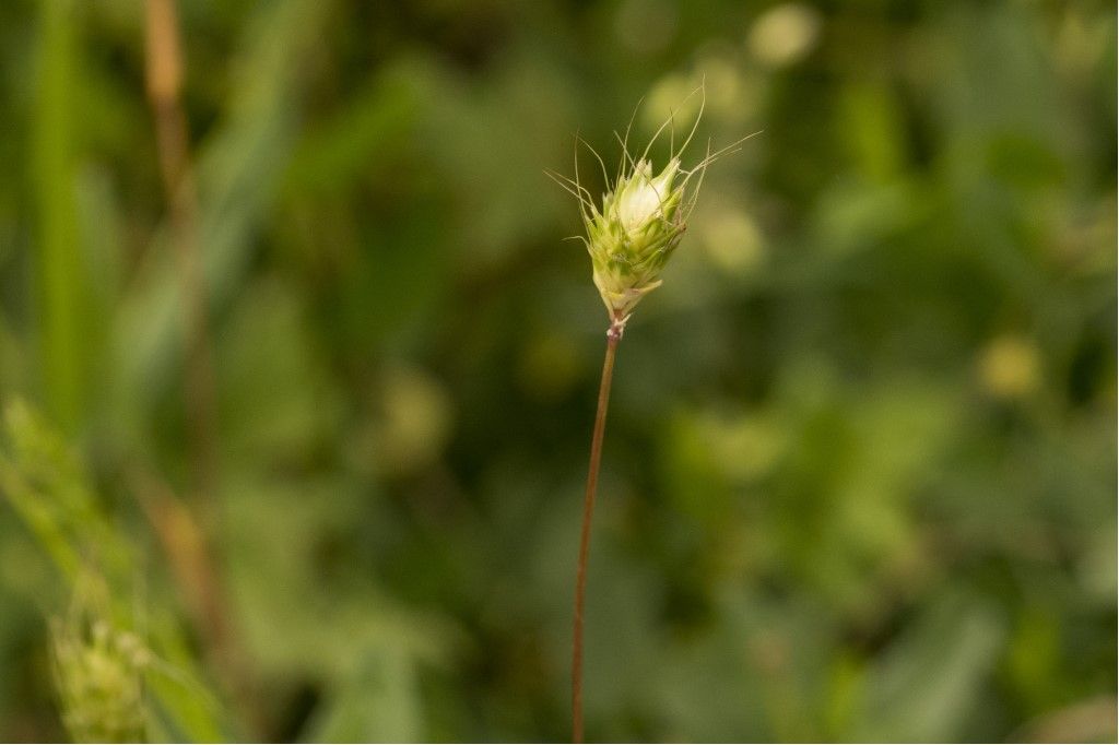 Poaceae: Alopecurus rendlei