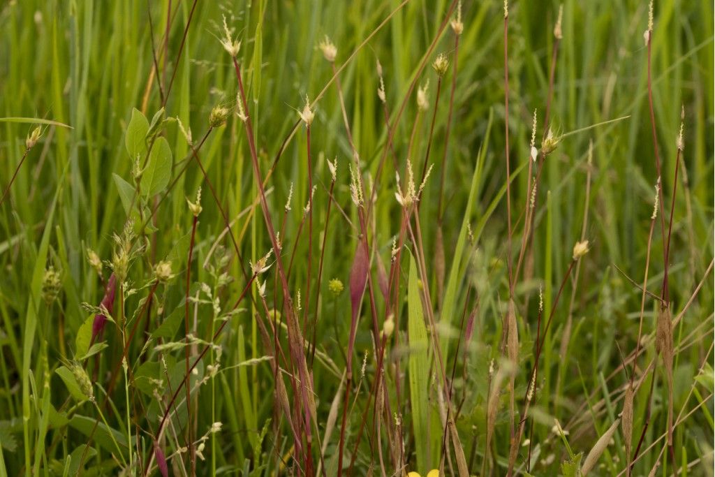 Poaceae: Alopecurus rendlei