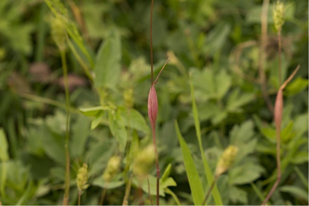 Poaceae: Alopecurus rendlei