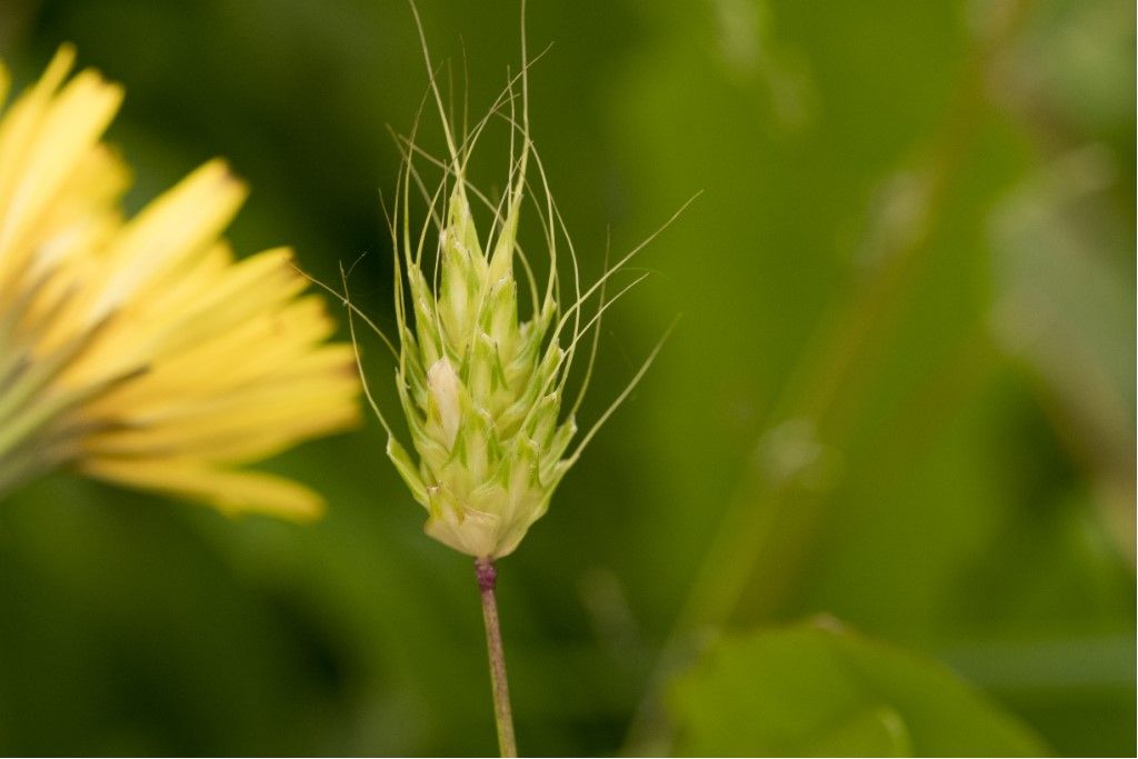 Poaceae: Alopecurus rendlei