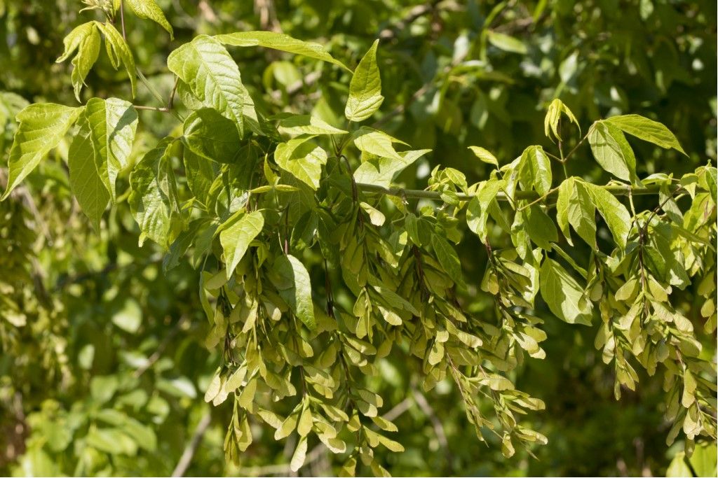 Acer negundo da confermare