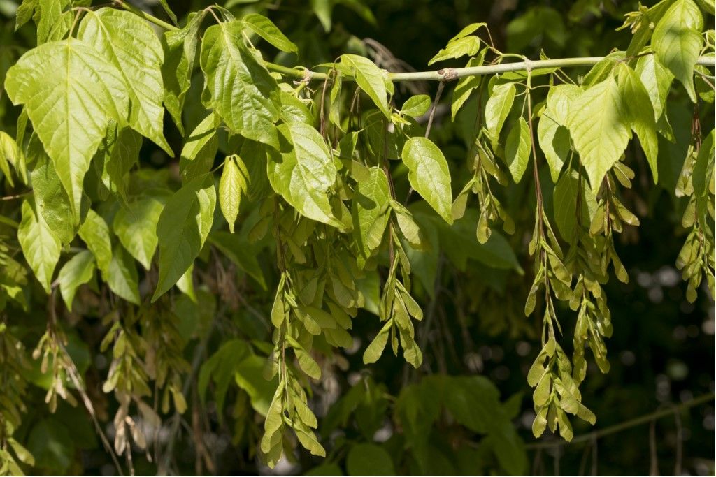 Acer negundo da confermare