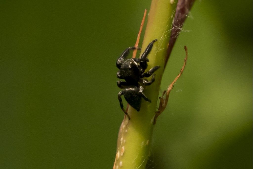 EVARCHA ARCUATA ?