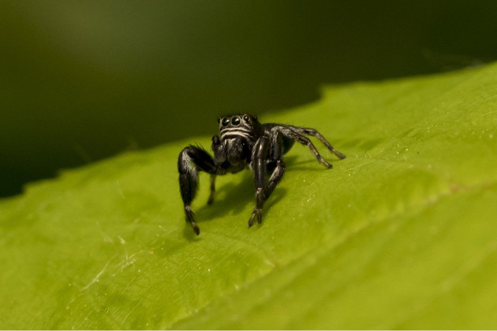 EVARCHA ARCUATA ?