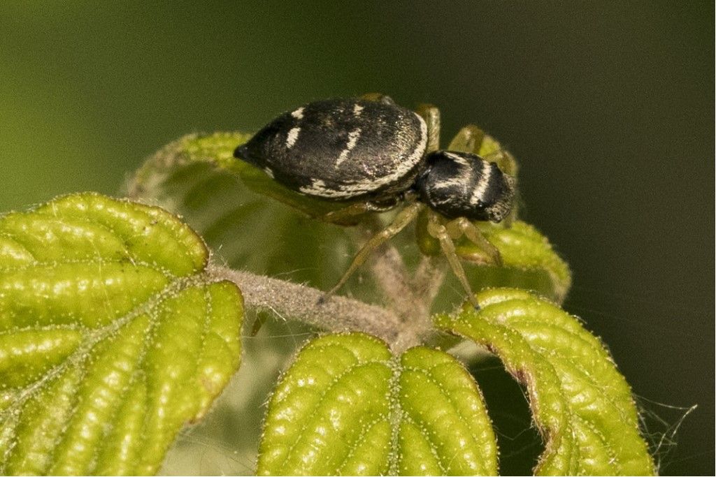 Salticidae da identificare (1)
