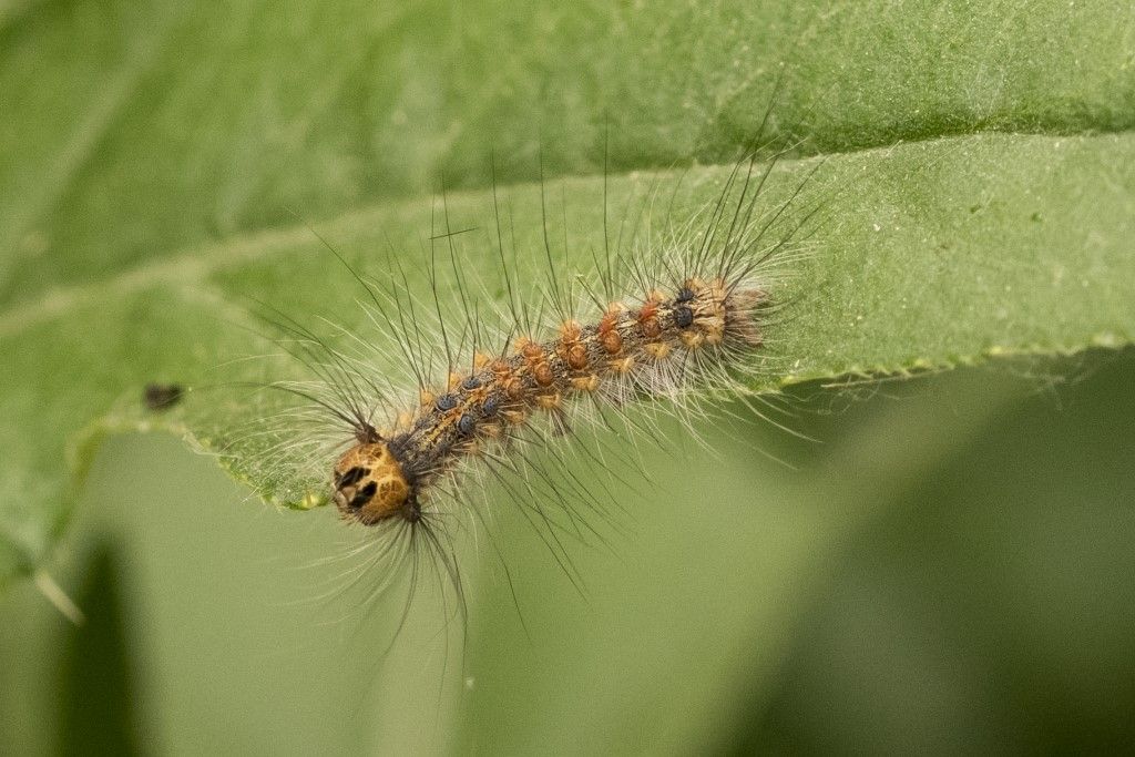 Lymantria dispar - Erebidae