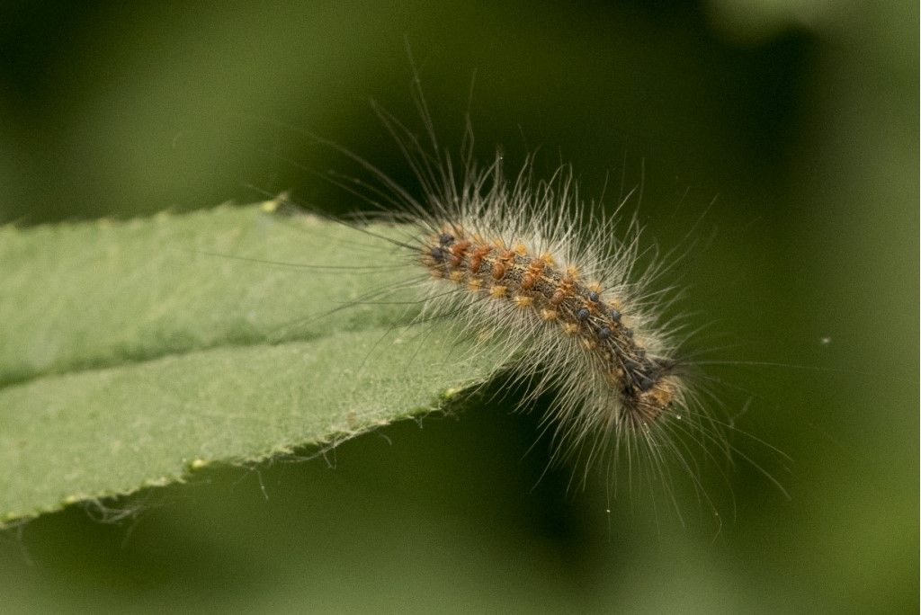 Lymantria dispar - Erebidae