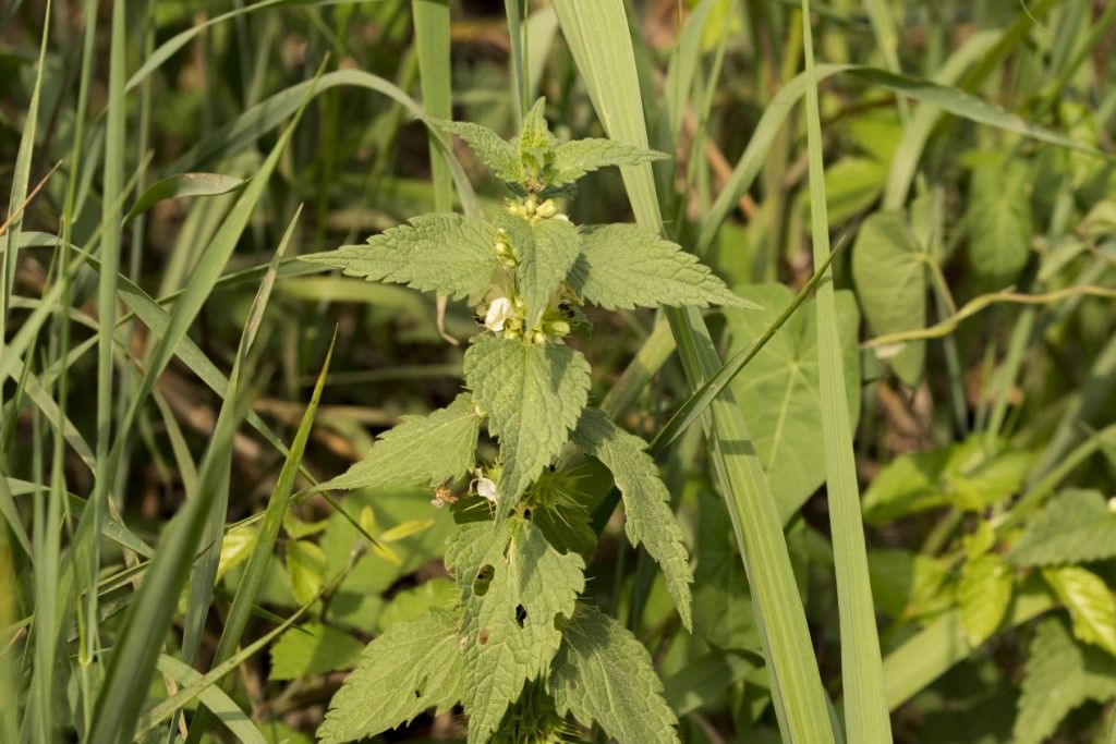 Lamiaceae: Lamium album