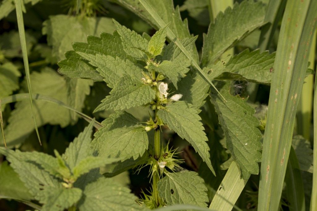 Lamiaceae: Lamium album