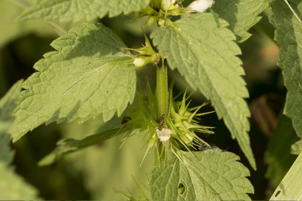 Lamiaceae: Lamium album