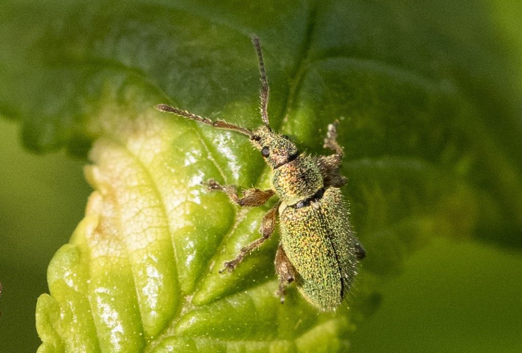 Curculionidae da determinare.