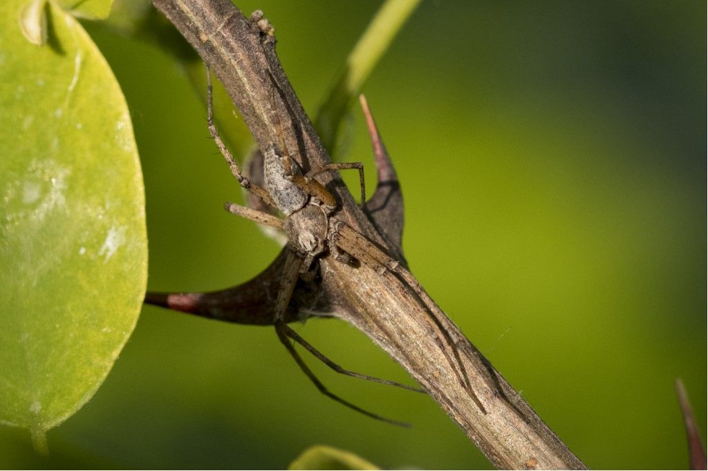 Philodromidae: Philodromus sp.