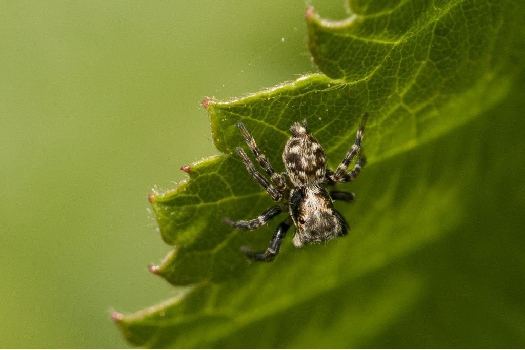Salticidae: Pseudeuophrys sp.