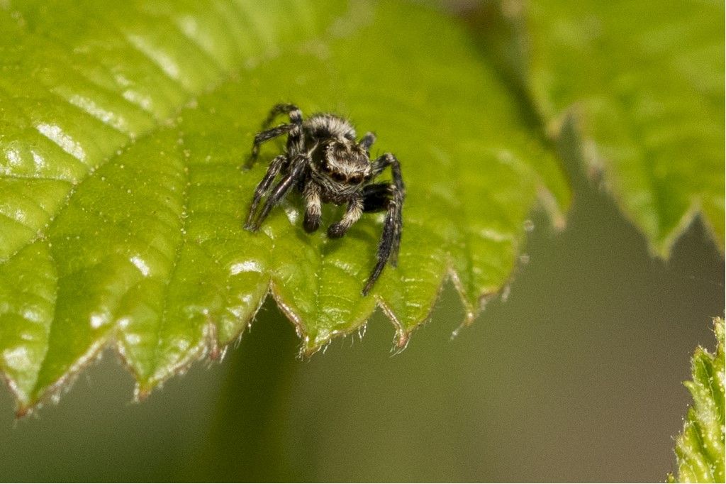 Salticidae: Pseudeuophrys sp.