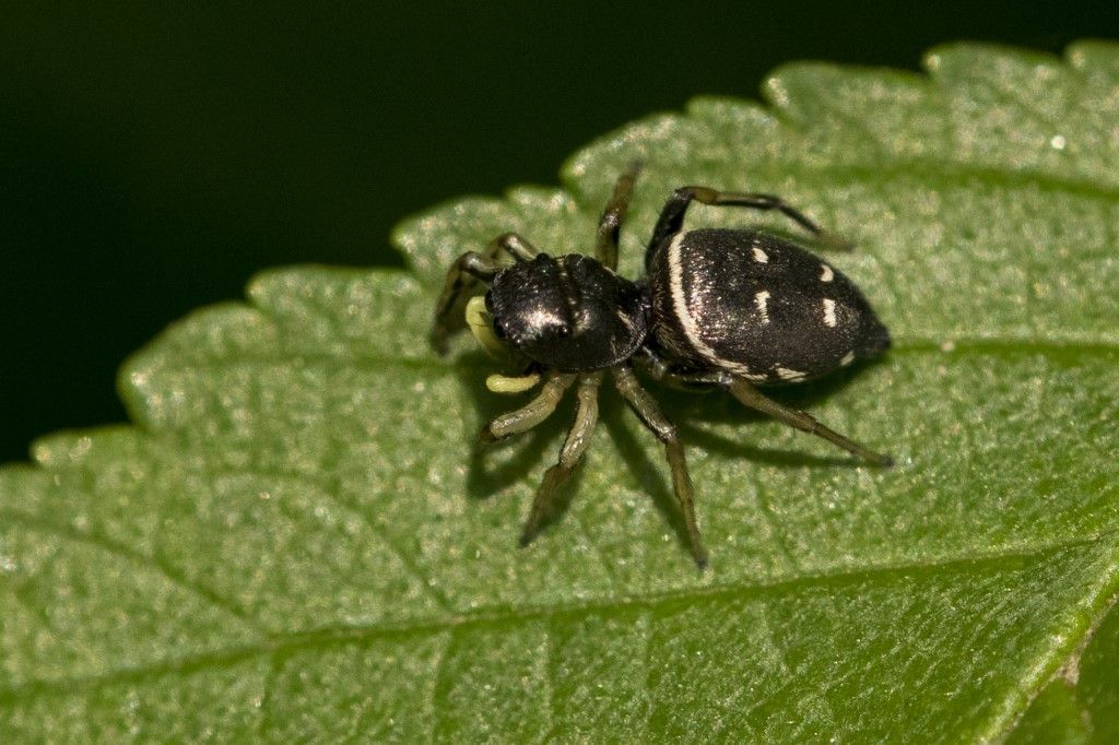 Salticidae: Heliophanus cf. cupreus, femmina