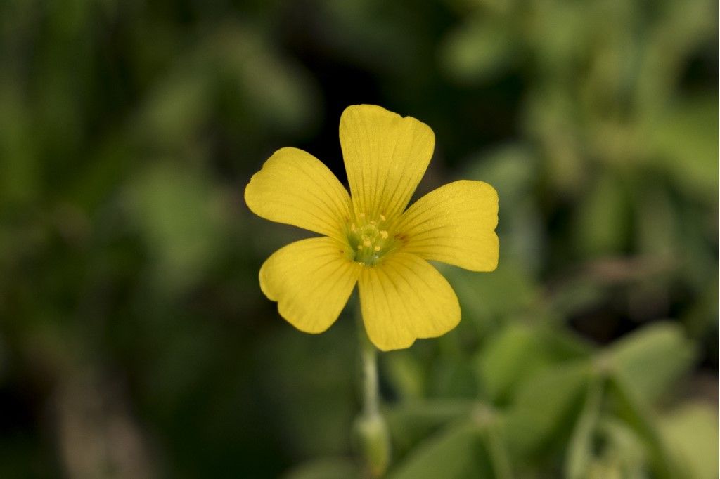 Aiuto per identificazione