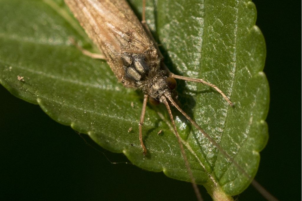 Rhyacophilidae: Rhyacophila sp.