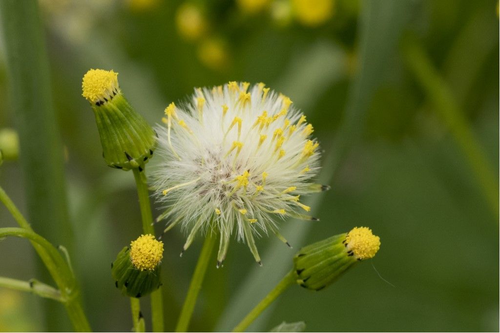 Senecio vulgaris ?  S