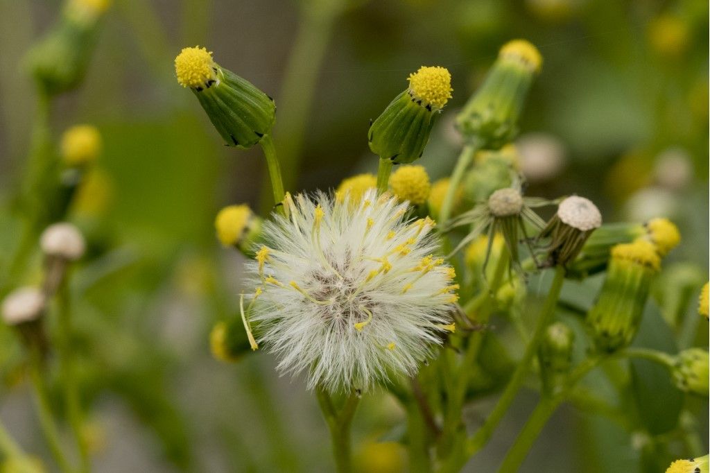 Senecio vulgaris ?  S