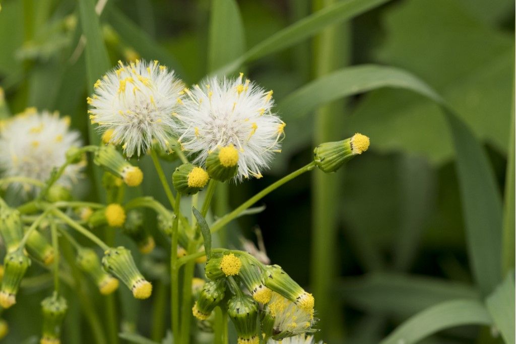 Senecio vulgaris ?  S