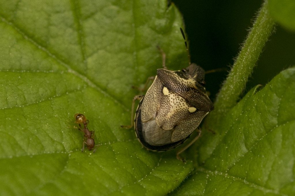 Neanide  di heteroptera da determinare