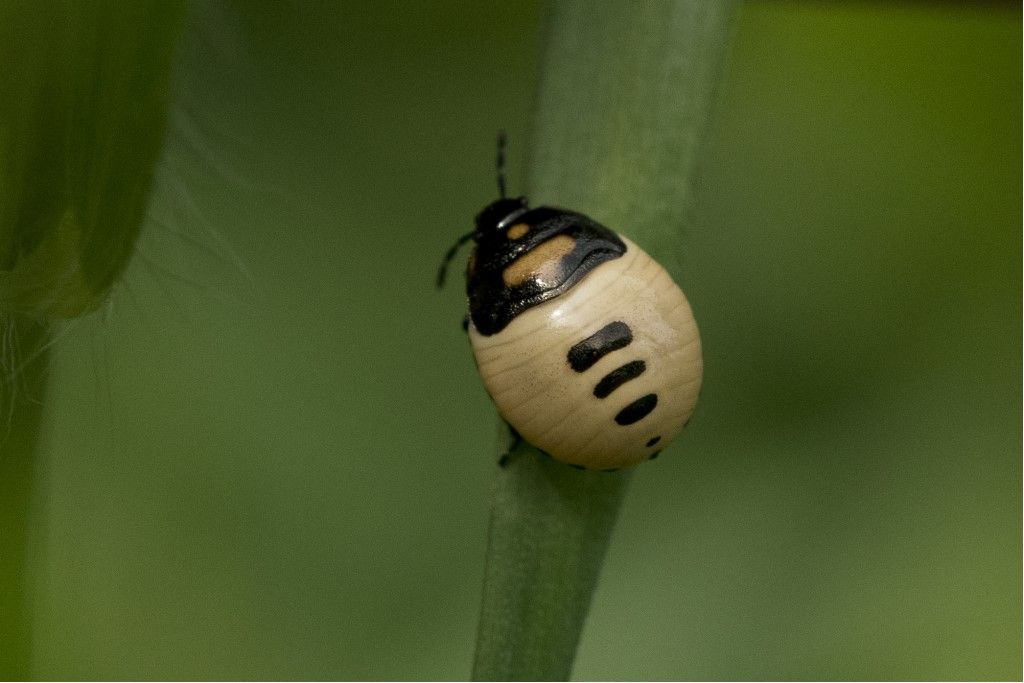 Neanide di Eurydema oleracea (Pentatomidae)